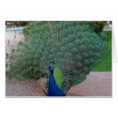 Buscar pavos reales postales Fotografía