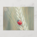 Buscar mariquita postales Ladybug