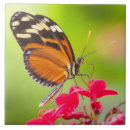 Buscar de ala azulejos Mariposa