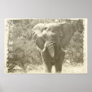 Buscar elefante arte Entorno