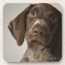 Buscar pelo animal posavasos Lindo