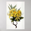 Buscar de la azalea posters Para todos