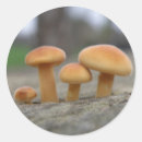 Buscar taburete pegatinas Hongos