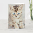 Buscar observado tarjetas Gatito