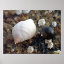 Buscar del caracol arte Naturaleza