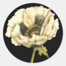 Buscar amapola pegatinas Botánico