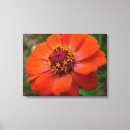Buscar wildflower lienzos Naturaleza