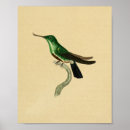 Buscar ornitología posters Colibrí