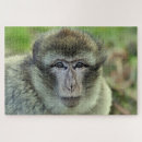 Buscar macaco Naturaleza