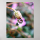 Buscar gota de agua posters Flor