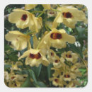 Buscar orquídeas amarillas pegatinas Amarillo