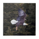 Buscar eagle azulejos Naturaleza