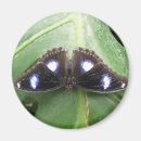 Buscar mariposa tropical imanes Mariposas