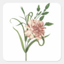 Buscar clavel pegatinas Botánico