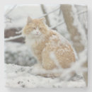 Buscar largo posavasos Gatito