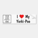 Buscar yorkie poo Caniche