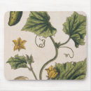 Buscar herbario alfombrillas de raton Blackwell