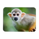 Buscar el amazonas imanes Animal