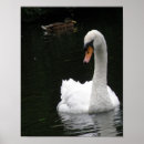 Buscar cisne blanco posters Elegante
