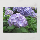 Buscar hydrangea postales Flores