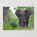 Buscar colmillos postales Africano