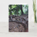 Buscar raíces del árbol tarjetas Bosque