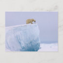 Buscar steve postales Oso