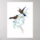 Buscar colibrí azul posters Pájaros