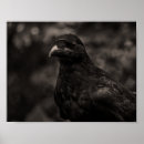 Buscar ojo posters Animal