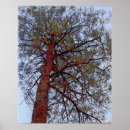 Buscar tronco de árbol posters Pino