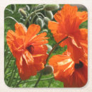 Buscar amapola oriental Naranja