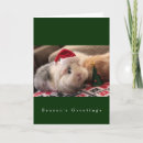 Buscar guarro tarjetas Guinea