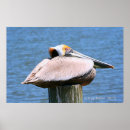 Buscar pelícano marrón posters Pájaros