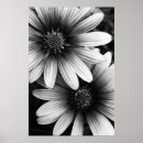 Buscar pétalo posters Flores