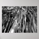 Buscar árbol blanco posters Ramas