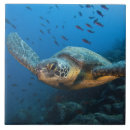 Buscar tortuga verde azulejos Costero