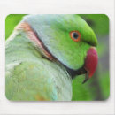 Buscar parakeet alfombrillas de raton Loro