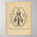 Buscar cerebro humano posters Anatomía