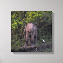 Buscar elefante lienzos General y unisex