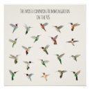 Buscar colibrí posters Pájaro