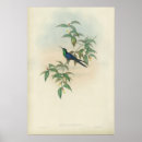 Buscar gould Colibrí
