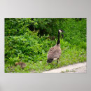 Buscar canadiense posters Pájaros