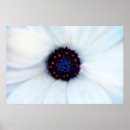 Buscar margarita africana posters Osteospermum
