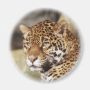 Buscar jaguar imanes Animal