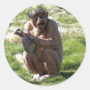 Buscar chimpancé pegatinas Animales salvajes