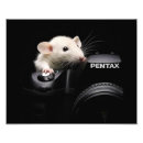 Buscar fotos de animales posters Ratón