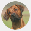 Buscar rhodesian ridgeback pegatinas Paro