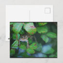 Buscar sapos postales Animales