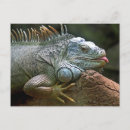 Buscar iguana postales Vida silvestre