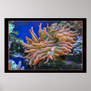 Buscar anémonas de mar posters Naturaleza